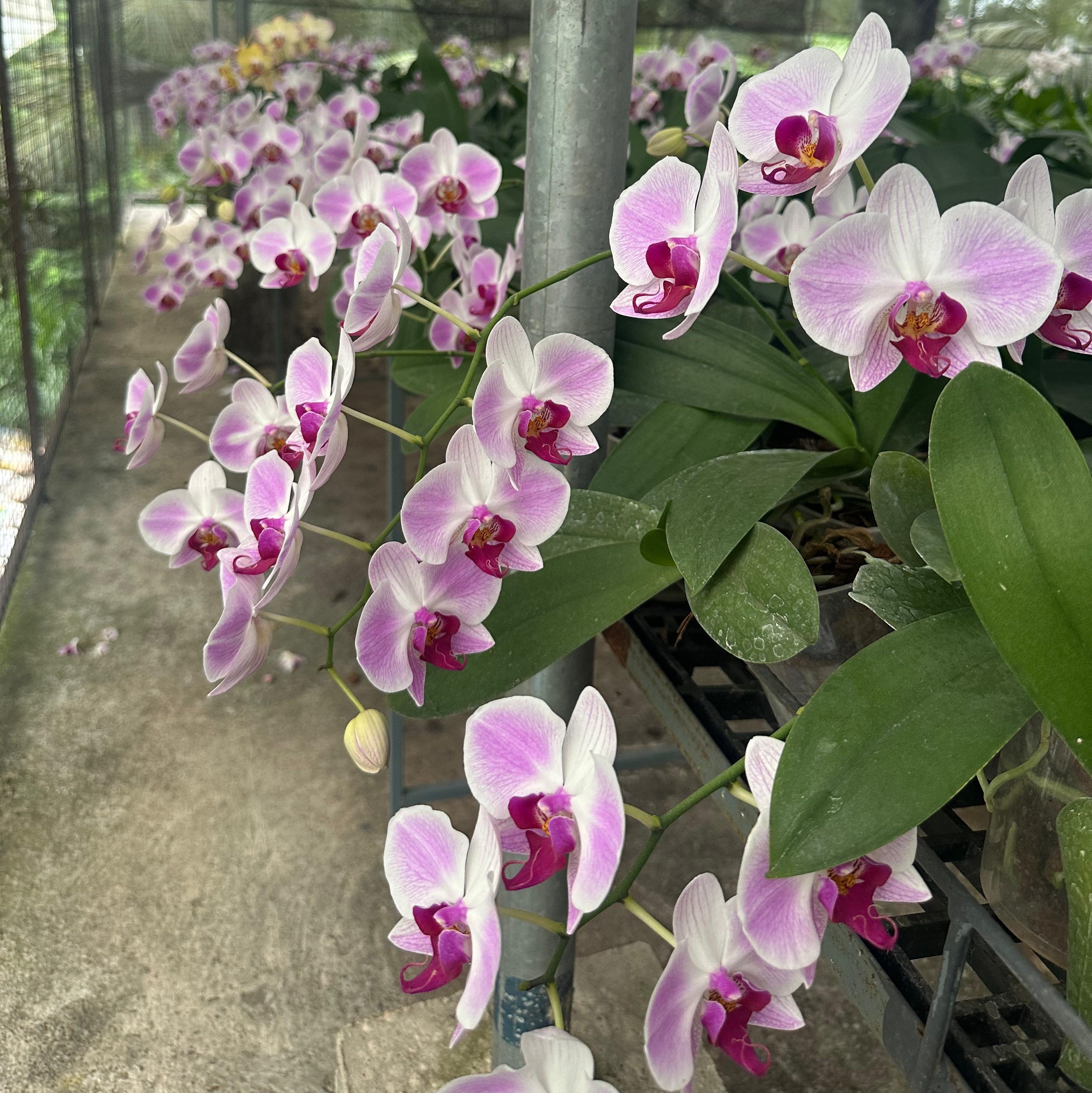 Phalaenopsis orchid flower