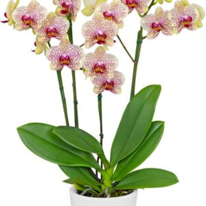 Fancy Frekles Phalaenopsis Orchid plant