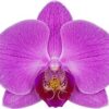 Phalaenopsis Harper seven Orchid Plant Matured