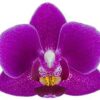 Phalaenopsis Kiss Lip Orchid Plant Matured