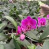 Phalaenopsis Happy Hour Orchid Plant Matured