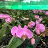 Phalaenopsis Harper seven Orchid Plant Matured