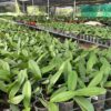 Phalaenopsis Matured Orchid Plant