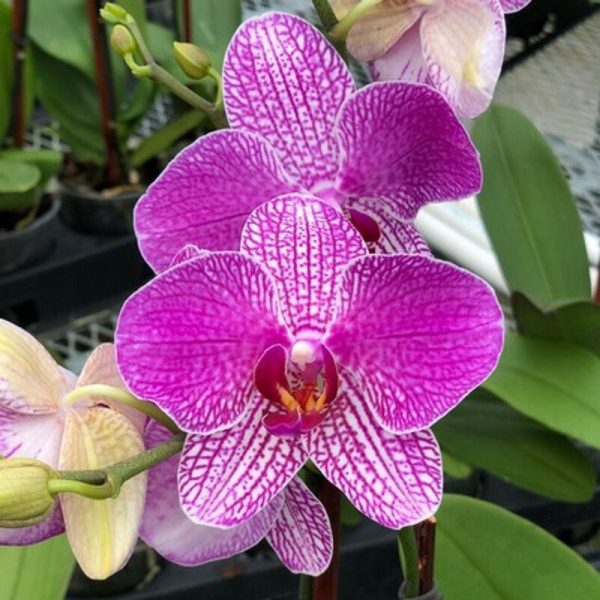 Phalaenopsis Buena Orchid Plant Matured