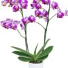 Phalaenopsis Day Tripper Orchid Plant Matured