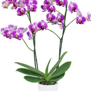 Phalaenopsis Day Tripper Orchid Plant Matured