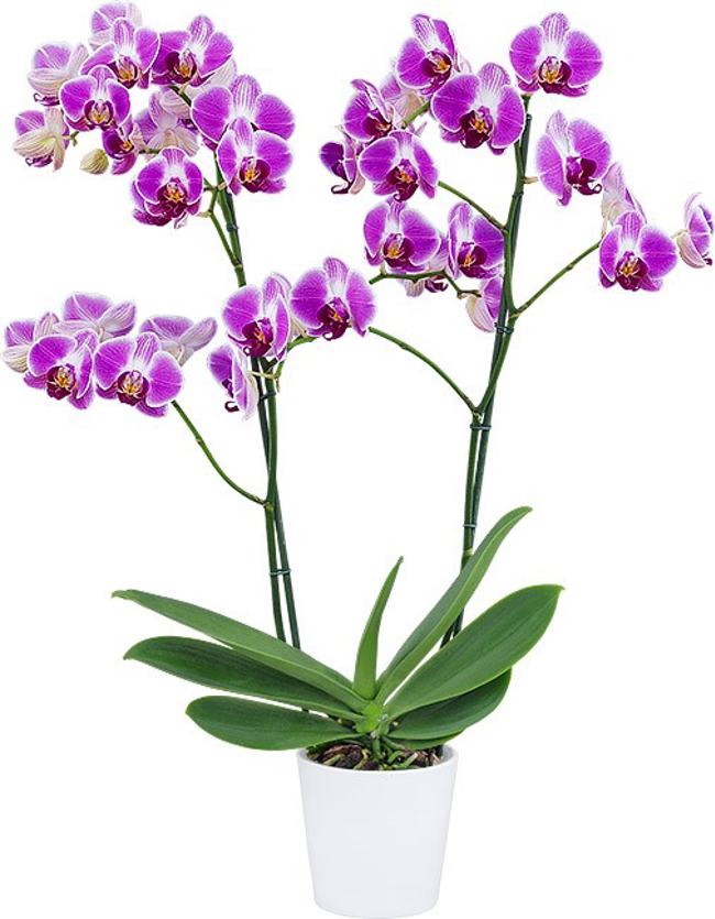 Phalaenopsis Day Tripper Orchid Plant Matured