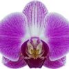 Phalaenopsis Day Tripper Orchid Plant Matured