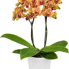 Phalaenopsis Grazia Orchid Plant Matured