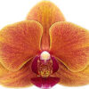 Phalaenopsis Grazia Orchid Plant Matured