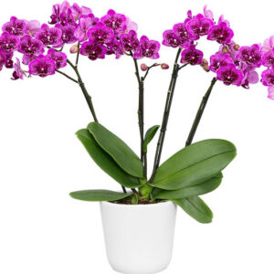 Phalaenopsis Happy Hour Orchid Plant Matured