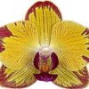 Phalaenopsis Papagayo Orchid Plant Matured