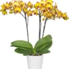 Phalaenopsis Papagayo Orchid Plant Matured