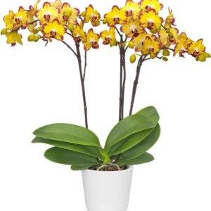 Phalaenopsis Papagayo Orchid Plant Matured