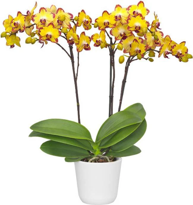 Phalaenopsis Papagayo Orchid Plant Matured