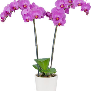 Phalaenopsis Harper seven Orchid Plant Matured