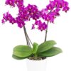 Phalaenopsis Kiss Lip Orchid Plant Matured