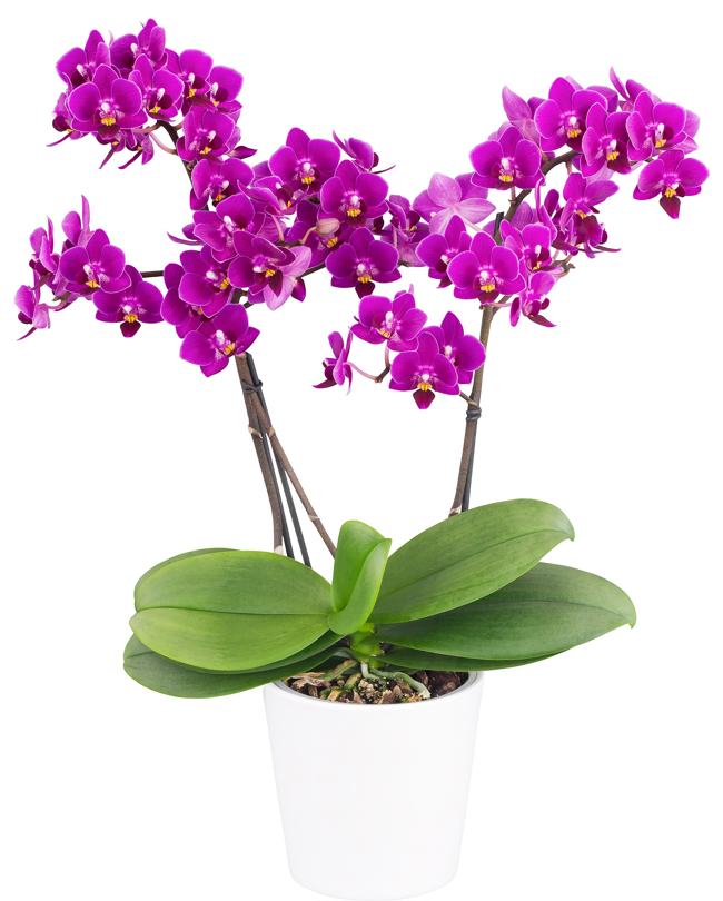 Phalaenopsis Kiss Lip Orchid Plant Matured