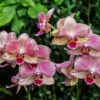 Phalaenopsis Pirate Picotee Orchid Plant Matured