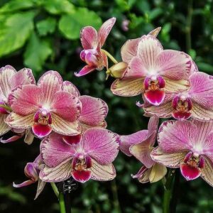 Phalaenopsis Pirate Picotee Orchid Plant Matured