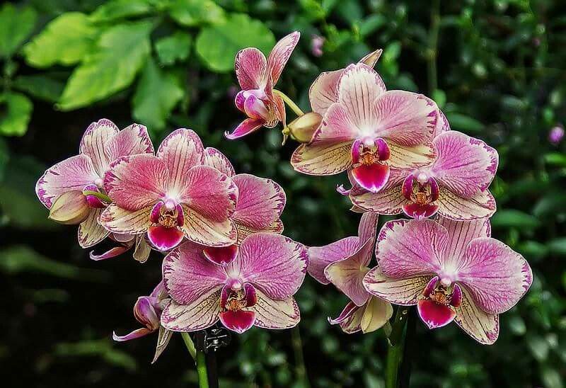 Phalaenopsis Pirate Picotee Orchid Plant Matured