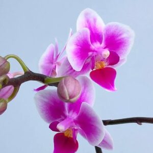 Phalaenopsis Pixie Orchid Plant Matured
