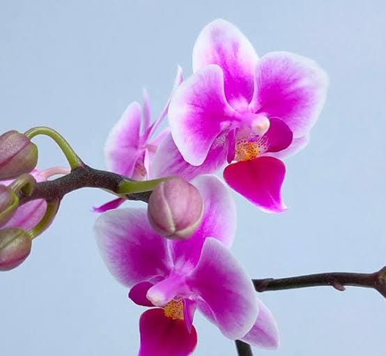 Phalaenopsis Pixie Orchid Plant Matured