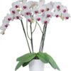 Phalaenopsis Red Eye Orchid Plant Matured