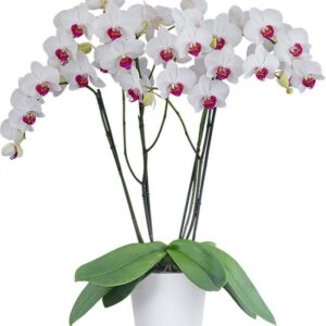 Phalaenopsis Red Eye Orchid Plant Matured