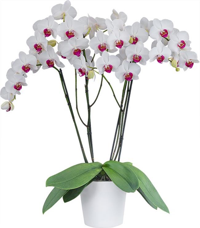 Phalaenopsis Red Eye Orchid Plant Matured