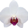 Phalaenopsis Red Eye Orchid Plant Matured