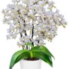 Phalaenopsis Soft Cloud Orchid Plant Matured