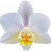 Phalaenopsis Soft Cloud Orchid Plant Matured