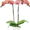 Mid night summer phalaenopsis orchid plant flower
