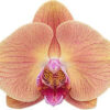 Mid night summer phalaenopsis orchid plant flower
