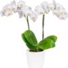 Snow Flake phalaenopsis orchid plant