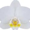 Snow Flake phalaenopsis orchid plant flower