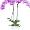 Spring glow phalaenopsis orchid plant
