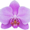 Spring glow phalaenopsis orchid plant flower