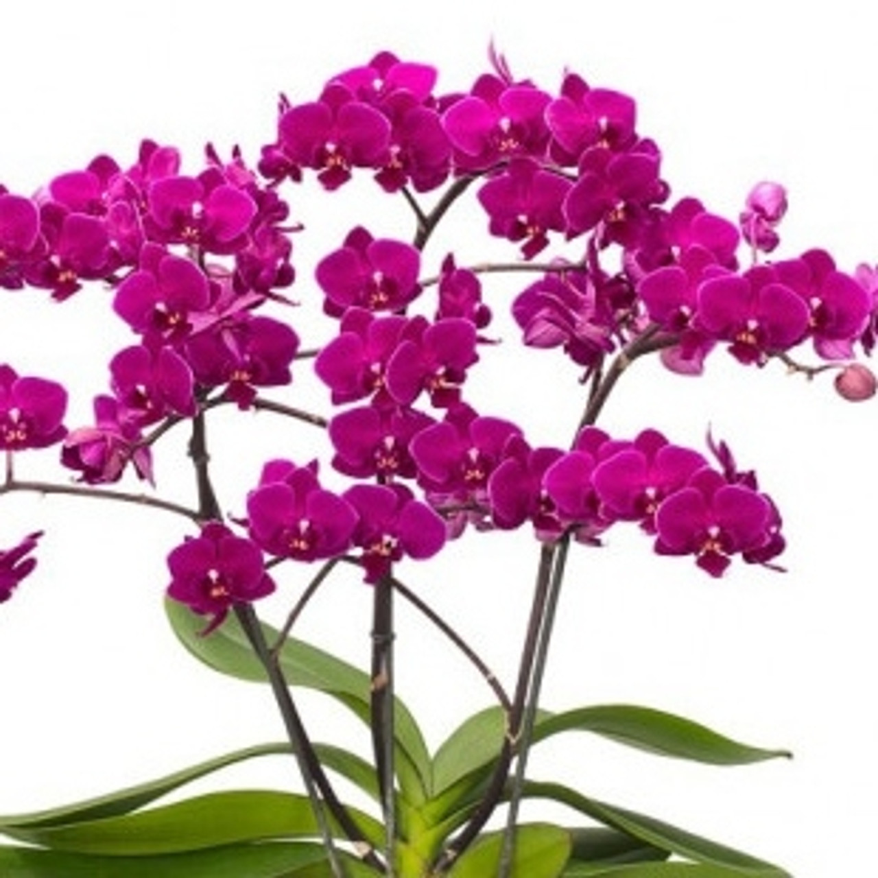cosy candy phalaenopsis orchid plant