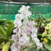 Orchid Mother Plant 001