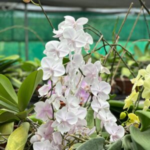 Orchid Mother Plant 001