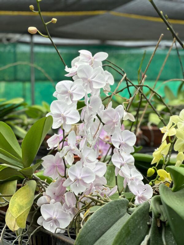 Orchid Mother Plant 001